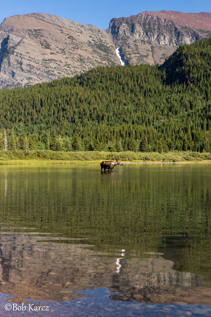 Fishercap Lake Moose