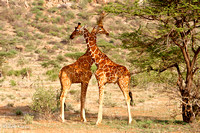 Giraffe Crossing
