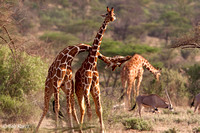 Male Giraffes aggressive necking ritual