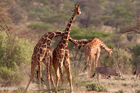 Male Giraffes aggressive necking ritual