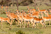 Female Impalas standing guard