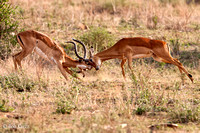 Male Impalas sparring for the girls