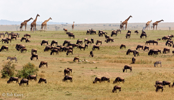 Wildebeest with Giraffes as lookouts