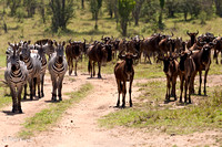 Zebras & Wildebeest migrate together
