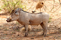 Warthog with Oxpeckers