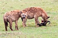 hyenas finishing up a Wildebeest