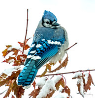 Blue Jay trying to stay warm