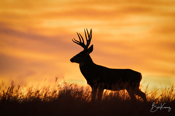 Mule Deer at Sunrise