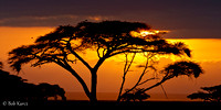 Acacia Tree at sunrise