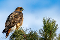 Red-tailed Hawk posing