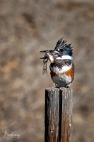 Female Belted Kingfisher with fresh catch