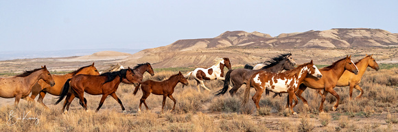 Wild Horse Band