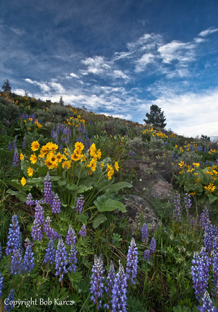 Boulder creek flowers -Gore Range, Colorado