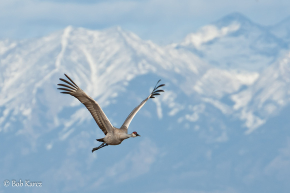Crane inflight at Monte vista, Co