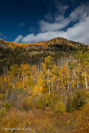 Typical Fall scene Colorado