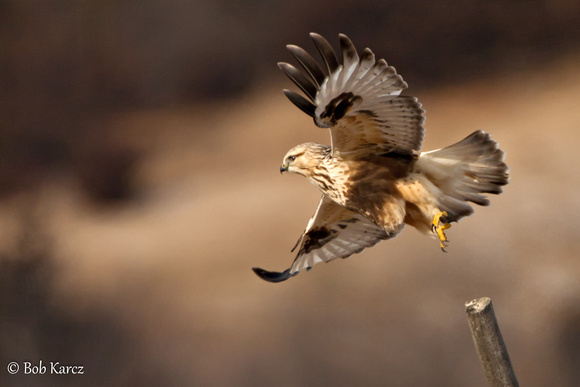 Rough-Legged Hawk in flight