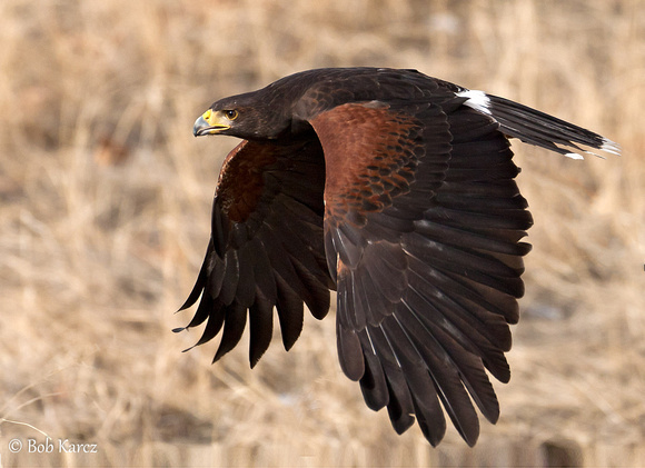 Harris's Hawk in flight captive
