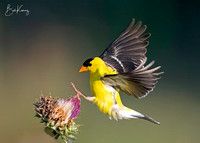 American Goldfinch