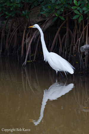 Great Egret- DD's Reserve