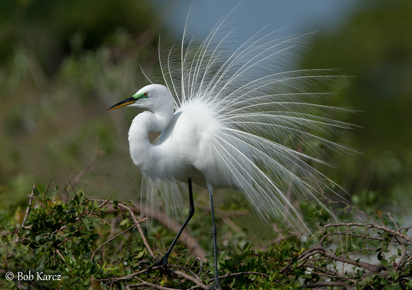 Great Egret Showing off!