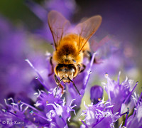 Honey Bee Headon