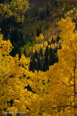Blue Spruce & Aspen- must be Colorado