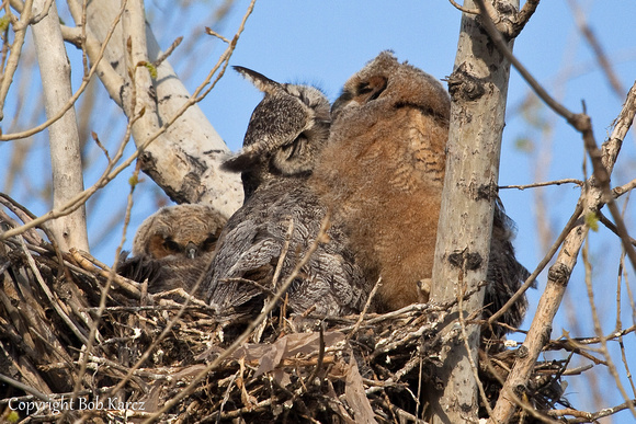Kissing Great Horned Owl & Owlets