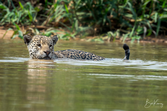 Great swimmers