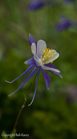 Colorado's state flower- Columbine