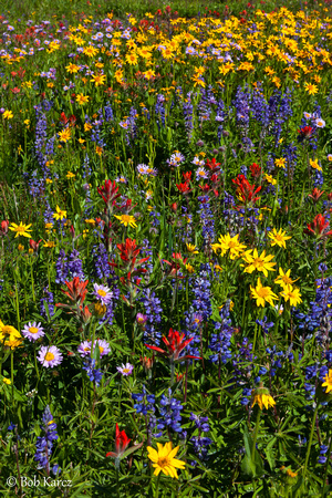 Epic Wildflower year in Colorado