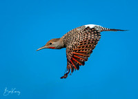 Northern Flickers