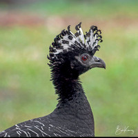 Bare-faced Curassow