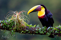 Yellow throated toucan