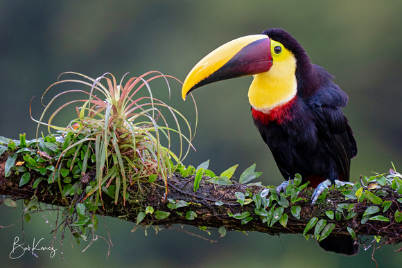 Yellow throated toucan