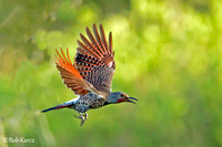 Northern  Flicker