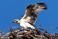 Baby Ospreys learning to fly- Summit County