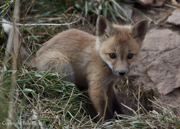 Red Fox Kits- Summit County