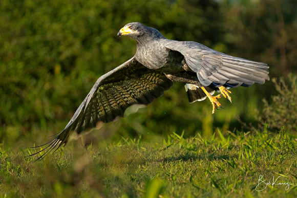 Black tail Hawk