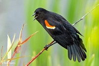 Red Winged Backbird