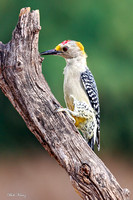 Golden -fronted Woodpecker
