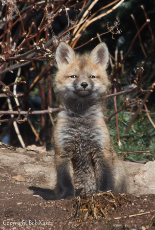 Red Fox Kits- Summit County
