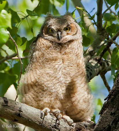 Great Horned baby