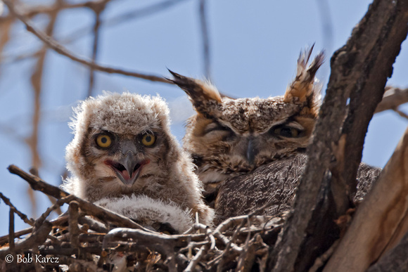 Great Horned Owl & Owlet