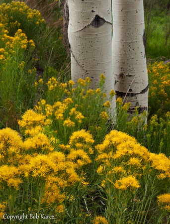 Fall Flowers & Aspen trunks- Gore Range