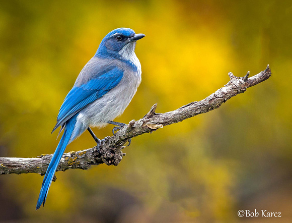 Scrub Jay with Fall background colors