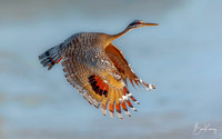 Sun Bittern showing it's colors