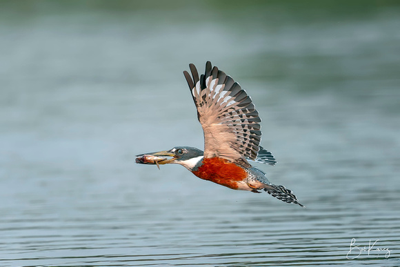 Ringed Kigfisher with catch