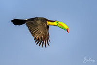 Keel-billed Toucan in flight