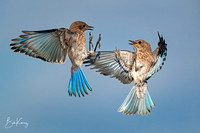 Mountain Bluebirds