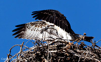 Baby Ospreys learning to fly- Summit County